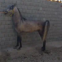 اسب عرب ۵سال|اسب و تجهیزات اسب‌سواری|میاندوآب, |دیوار
