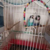 جفت کوتوله برزیلی با تخم هاشون|پرنده|شهرکرد, |دیوار