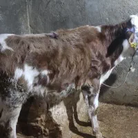 گوساله نر سیمینتال