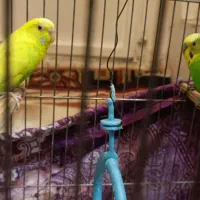 مرغ عشق مولد