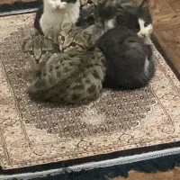 گربه|گربه|ارومیه, |دیوار