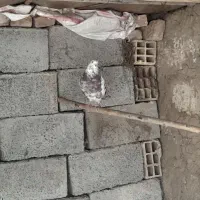 کبوتر|پرنده|مشگین شهر, |دیوار