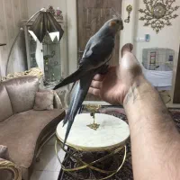 عروس هلندی سالم ‌سرحال