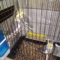 عروس هلندی گل باقالی