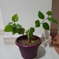 گل ختمی