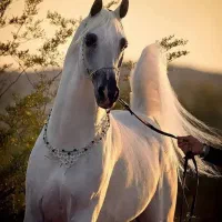 اسب فروشی خرید فروش اسب