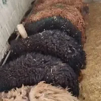 بره نر چاق