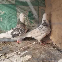 کبوتر|پرنده|بیرجند, |دیوار