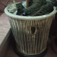 تعدادی گلدان بزرگ مناسب کاج و...