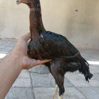 جوجه لاری