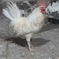 خروس عربی