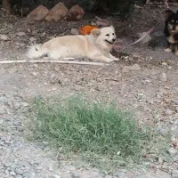 سگ کوتا   به دلیل جا به جایی به فروش می رسد