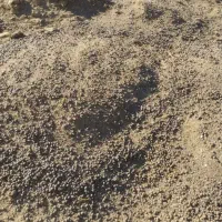 کودگوسفندی خالص وگاوی  مرغی