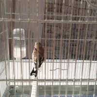 سره|پرنده|کرج, کوی امامیه|دیوار