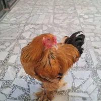 خروس امپراطور نژاد اصیل|حیوانات مزرعه|بابلسر, |دیوار