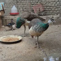 طاووس هندی ۸ ماهه