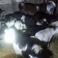 بز گون کرده و۱۳ تیشتر معاوضه با بره ومیش|حیوانات مزرعه|اندیکا, |دیوار