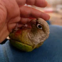 گرینچیک|پرنده|اسلام‌شهر, باغ فیض|دیوار