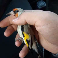 سقا.سهره کرمونی منطقه بافت|پرنده|کرمان, |دیوار