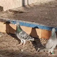 5 تا کبوتر پلاکی پرنده زنگ قیمت مناسب