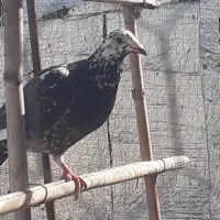 یه دورگ غریب