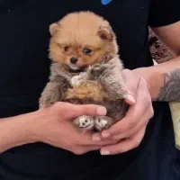 پامر خرسی اصیل سایز صفر 34T