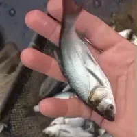 بچه ماهی کپور امور فیتوفاک و بیگهد وازاد|ماهی|آمل, |دیوار