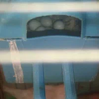 یک جفت فنچ وبا وسایل|پرنده|پیشوا, |دیوار