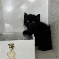 بریتیش بلک چشم آبی دوماهه