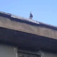 کبوتر طوقی گمشده هرسین