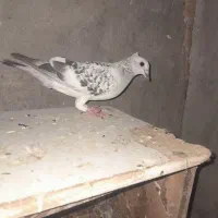 تعدادی جوجه بدرنگ گوک کلایی و۲عدد گونی خاک کفتر