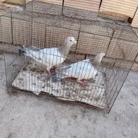 ۱۰ عدد کبوتر پرشی و برای جفت گاه