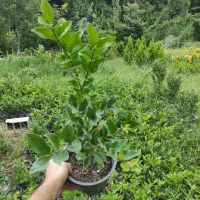 لاوسون ، یاس هلندی،شمشاد،فونیکس، شمشاد پیوندی|خدمات باغبانی و درختکاری|چابکسر, |دیوار