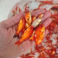 تنگ ماهی قرمز