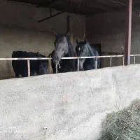 ۳ راس مادیان کرد نژاد دار