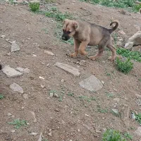 توله‌سرابی