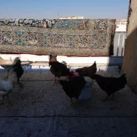 خروس محلی|حیوانات مزرعه|قزوین, |دیوار