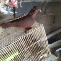 قرمزی ککیلی فیلی ماده .صیدشده.