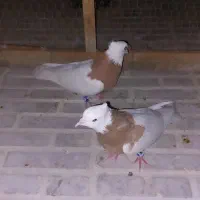 طوقی کرمانشاهی