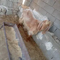 سه عدد بز|حیوانات مزرعه|مسجد سلیمان, |دیوار