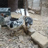 فروش جوجه های ۸ ماهه گلین لری