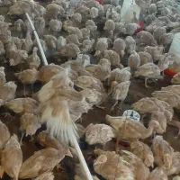 جوجه سه ماهه بوربون واکسن خورده