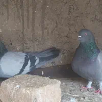 کبوتر یا کفتر نرسبز کاکلی گم کردم یا تار کردم