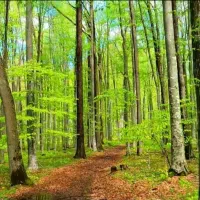 خریدارچوب صنوبر