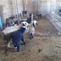 ۲راس شیشک بره دار