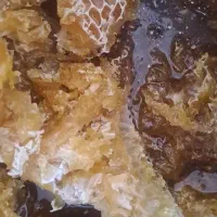عسل طبیعی و وحشی اصل  عسل گینه وخار ونگین تضمینی