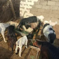 بزچاق درجه 1وکهره|حیوانات مزرعه|دوگنبدان, |دیوار