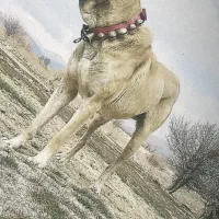 سگ نگهبان فروشی