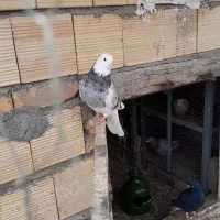 کبوتر طوقی|پرنده|کنگاور, |دیوار