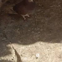 کفتر حسابی درجه ۱|پرنده|قم, محمد آباد|دیوار